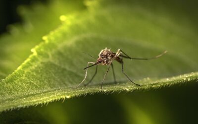 LA NATURE SE RÉVEILLE I LES PREMIERS MOUSTIQUES SONT DE RETOUR !