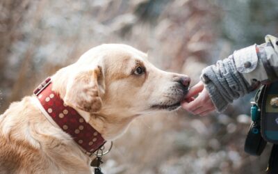 BON A SAVOIR I UN PERMIS DE DÉTENTION POUR ACHETER OU ADOPTER UN ANIMAL