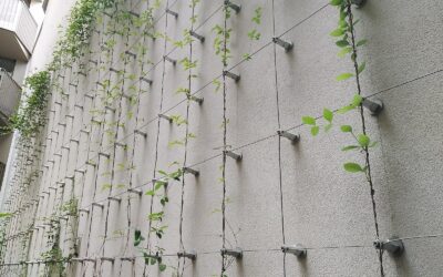 Biodiversité en ville : une autorisation pour végétaliser sa façade à Namur !