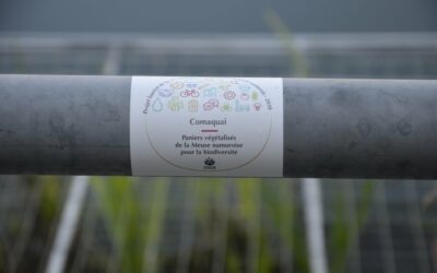 PLACEMENT DE PANIER A VÉGÉTALISER EN BORD DE MEUSE À JAMBES
