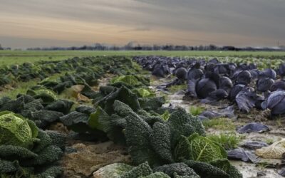 ALIMENTATION DURABLE I POTAGERS OUVERTS