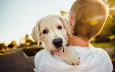 PERMIS DE DÉTENTION D’UN ANIMAL I UNE PÉRIODE D’ADAPTATION JUSQU’AU 30.09