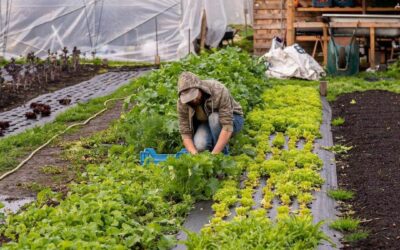 BON À SAVOIR I NOUVEAUX HORAIRES du potager “Les jardins d’à côté”