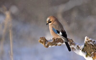 AGENDA I BALADE GUIDÉE POUR OBSERVER LES OISEAUX