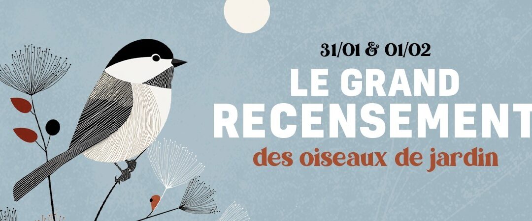 Le Grand Recensement des oiseaux de jardin approche !