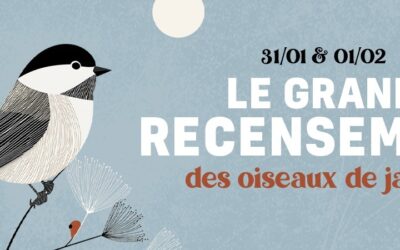 Le Grand Recensement des oiseaux de jardin approche !
