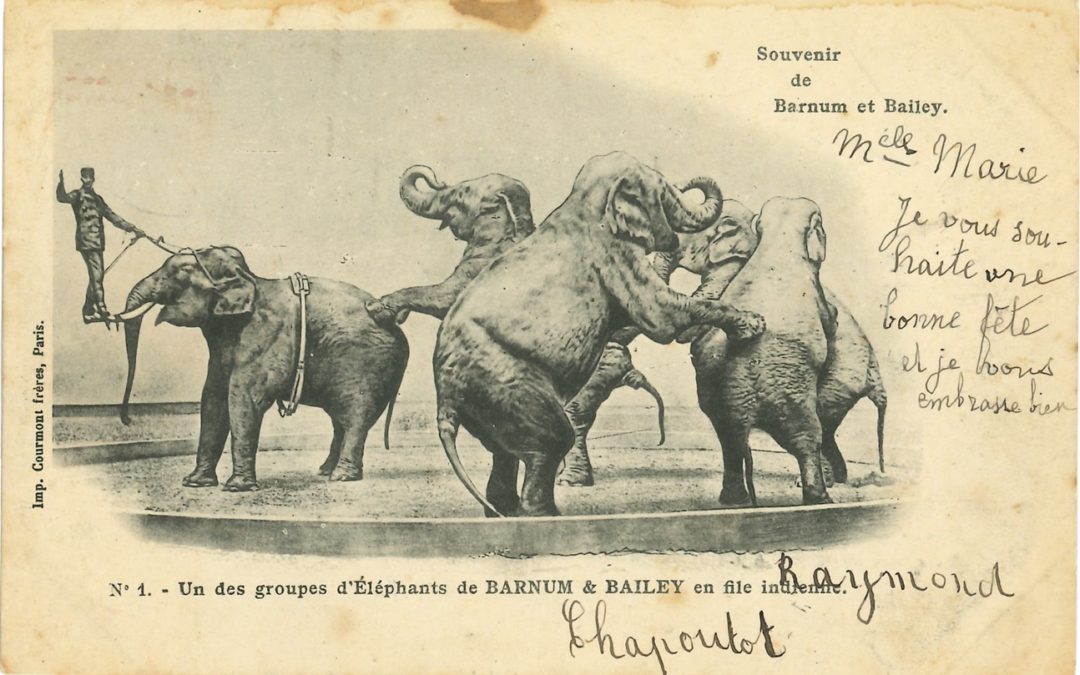 Vingt éléphants rue de Dave  CJ133 T2-2026
